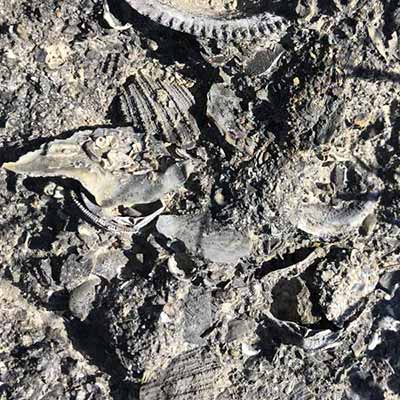 calcareous sedimetns