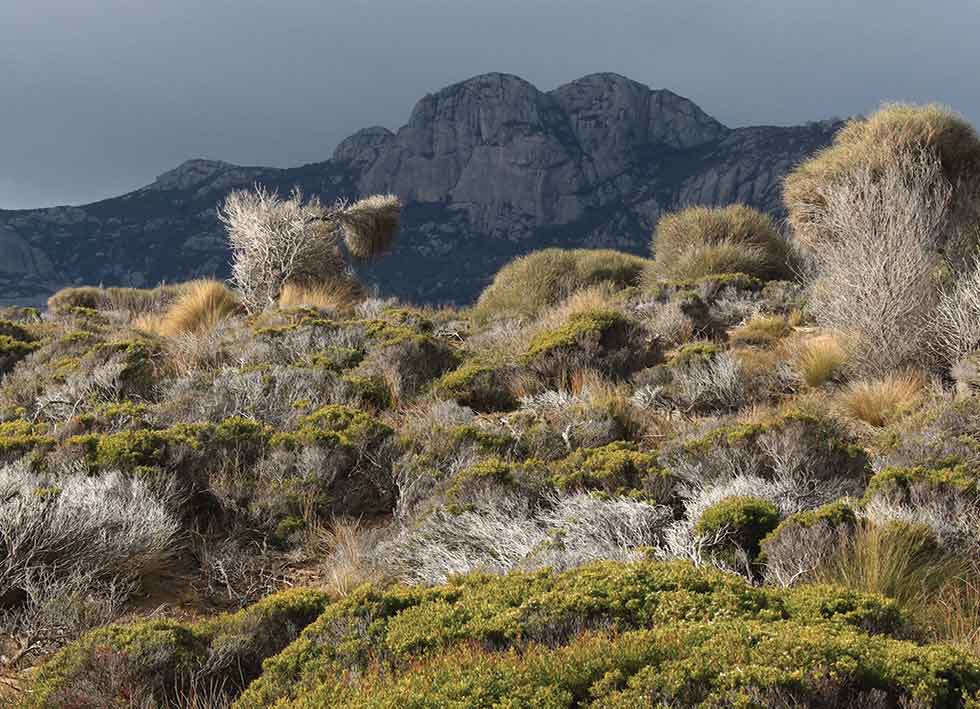 view to Strzelecki Peak