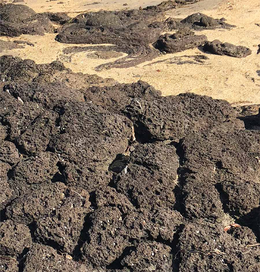 petrifaction bay basalt